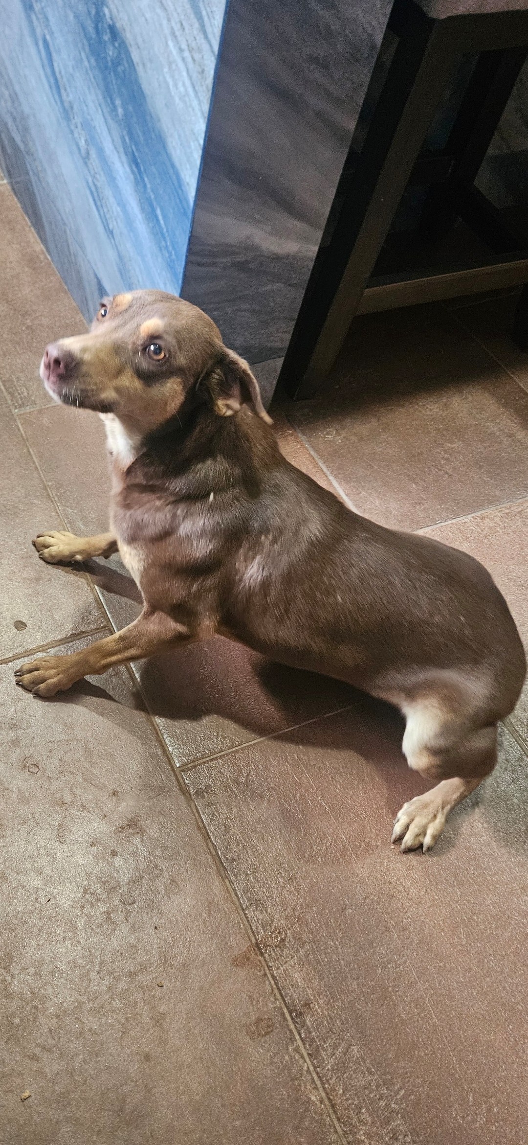 Dobi, photo 4