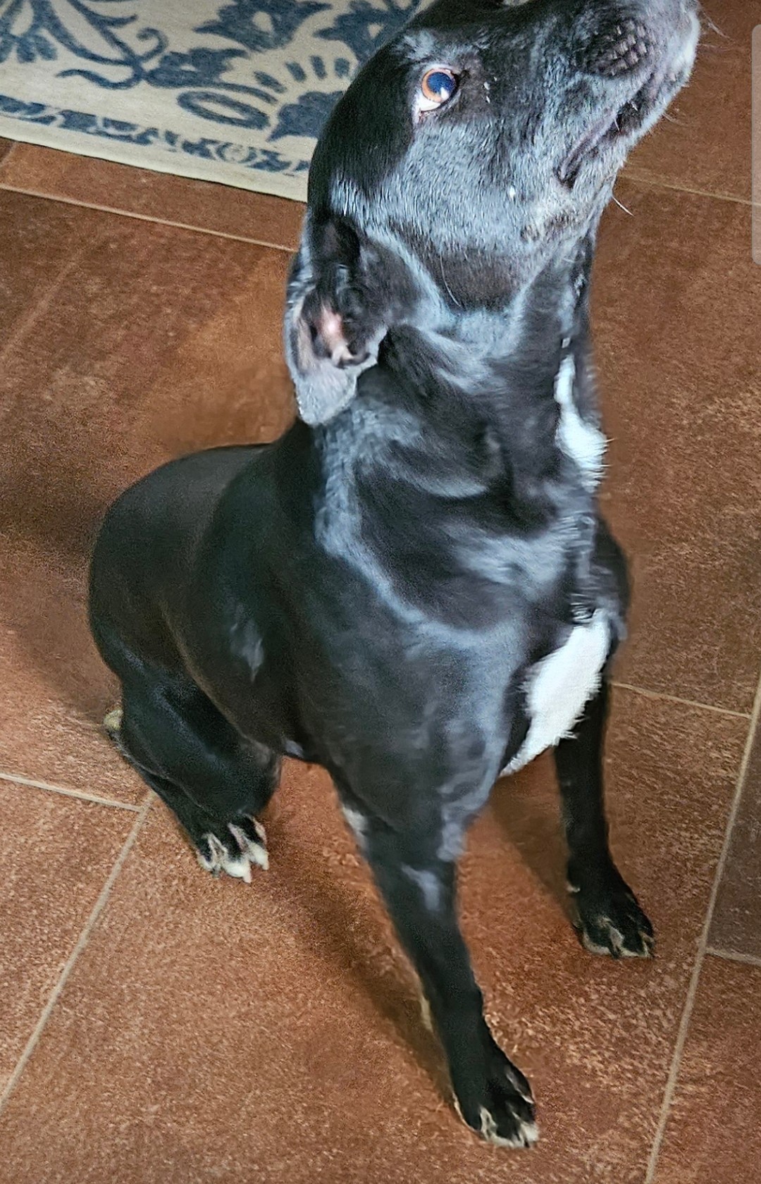 Zima